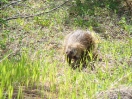 33-Juni- Common Porcupine - Alaska Highway